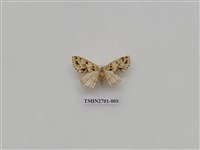 藏品(尺蛾246)的圖片